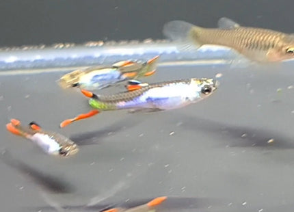 Silverrado Endler Guppy - Nano Tanks Australia Aquarium Shop