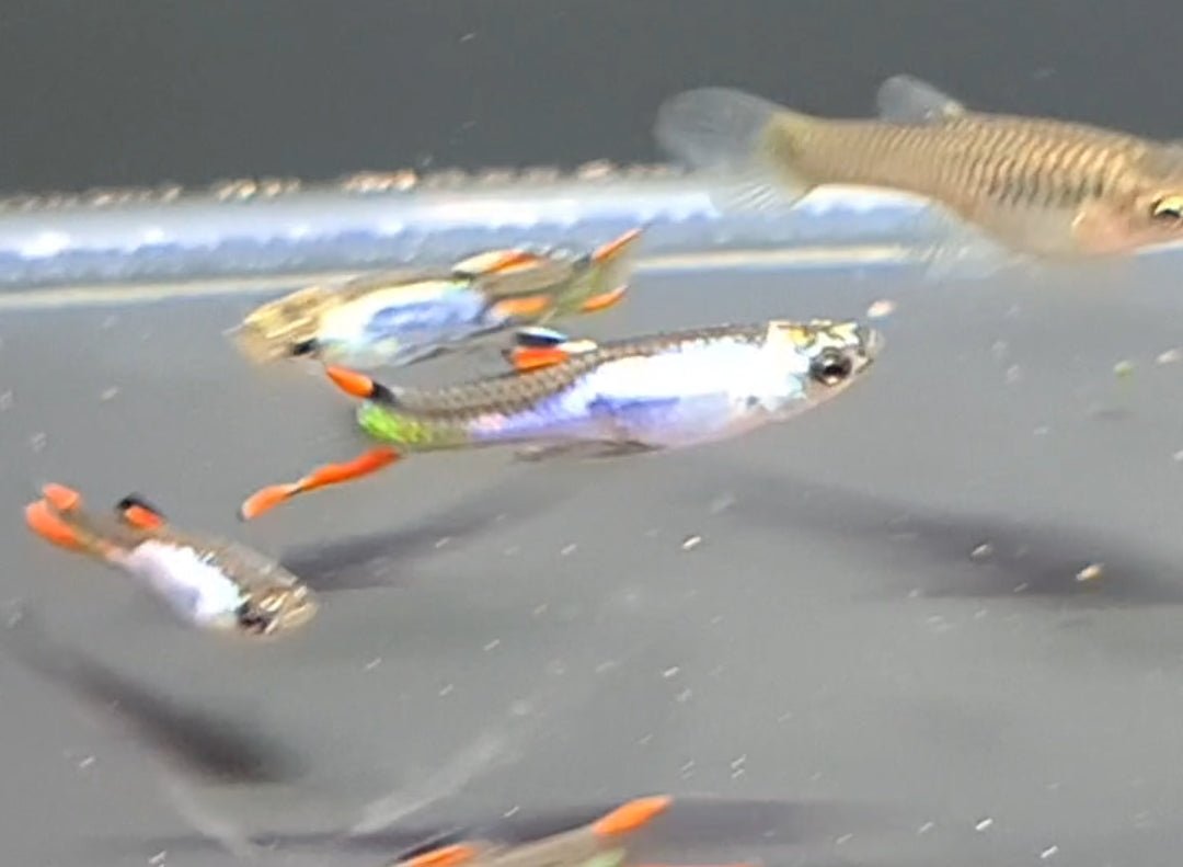 Silverrado Endler Guppy - Nano Tanks Australia Aquarium Shop