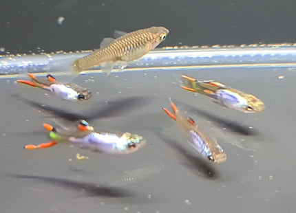 Silverrado Endler Guppy - Nano Tanks Australia Aquarium Shop