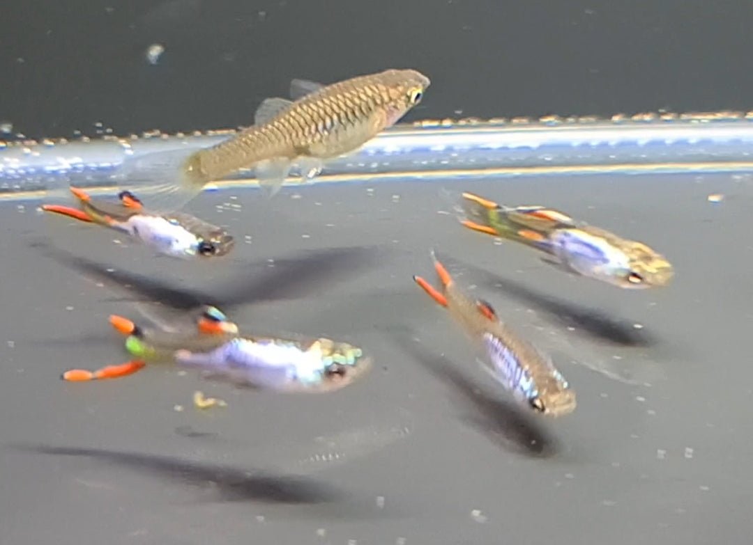 Silverrado Endler Guppy - Nano Tanks Australia Aquarium Shop