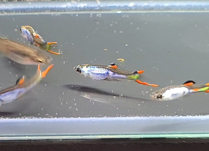 Silverrado Endler Guppy - Nano Tanks Australia Aquarium Shop