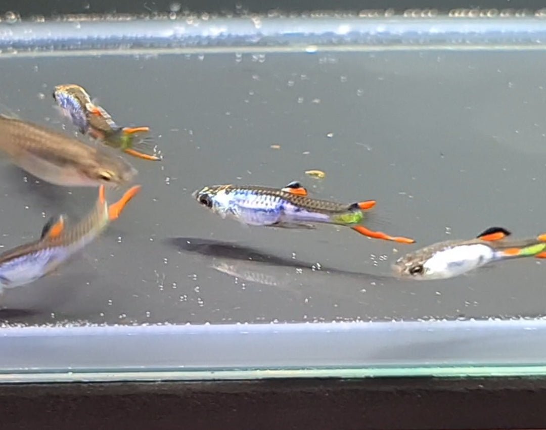 Silverrado Endler Guppy - Nano Tanks Australia Aquarium Shop