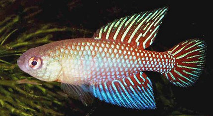 Simpsonichthys (Hypsolebias) Fulminantis - Nano Tanks Australia Aquarium Shop