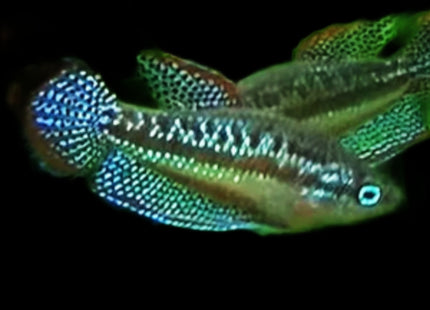 Sparkling Gourami Trichopsis Pumila - Nano Tanks Australia Aquarium Shop