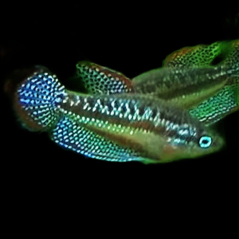 Sparkling Gourami Trichopsis Pumila - Nano Tanks Australia Aquarium Shop