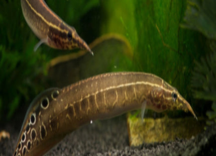 Spiny Eels 6cm (Small) - Nano Tanks Australia Aquarium Shop