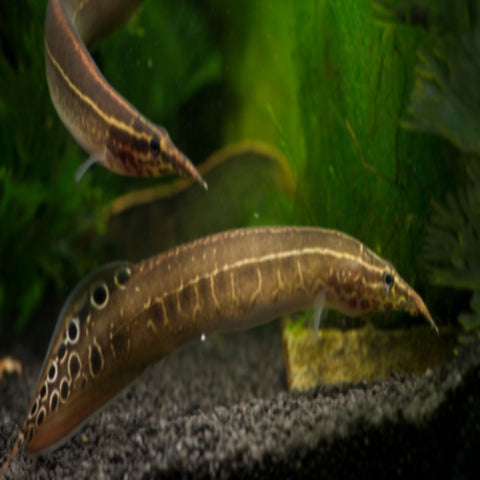 Spiny Eels 6cm (Small) - Nano Tanks Australia Aquarium Shop