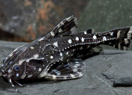 SPOTTED RAPHAEL CAT FISH 4-5cm - Nano Tanks Australia Aquarium Shop