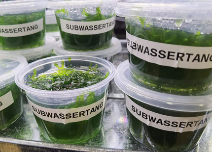 Subwassertang freshwater seaweed - Nano Tanks Australia Aquarium Shop