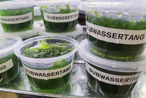 Subwassertang freshwater seaweed - Nano Tanks Australia Aquarium Shop
