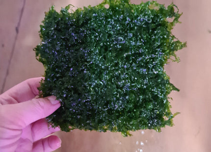 Subwassertang On Steel Mesh Plate - Nano Tanks Australia Aquarium Shop