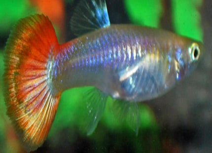 Sunset Guppy Female - Nano Tanks Australia Aquarium Shop