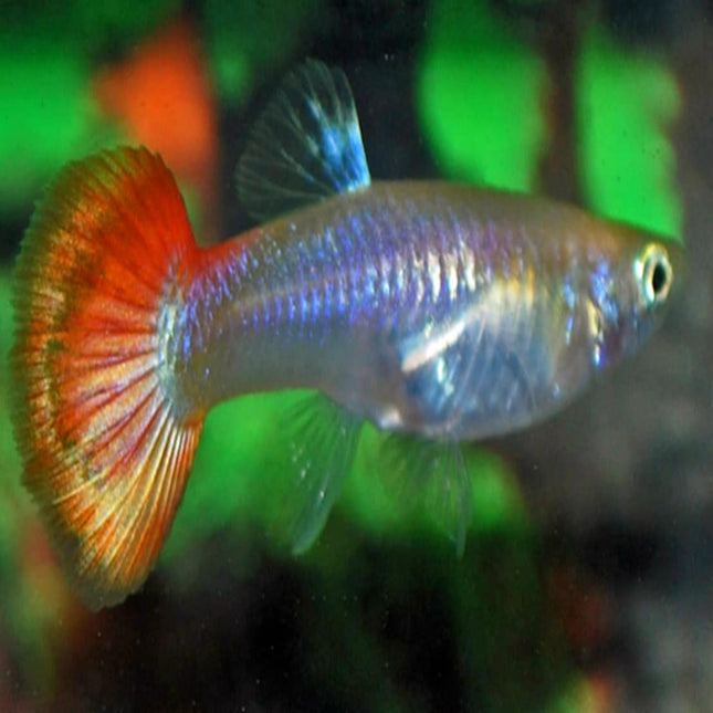 Sunset Guppy Female - Nano Tanks Australia Aquarium Shop