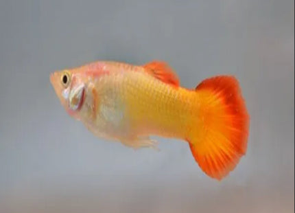 Sunset Guppy Males - Nano Tanks Australia Aquarium Shop