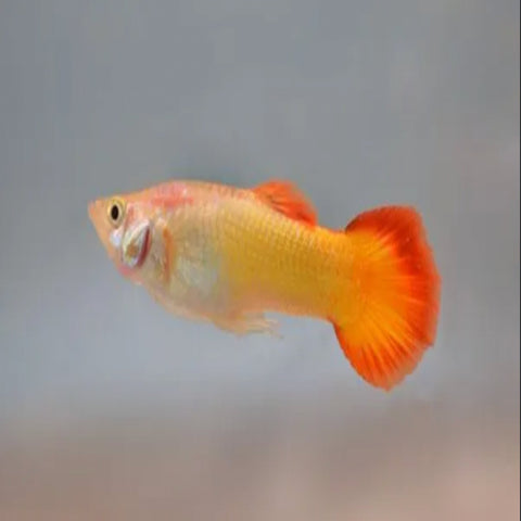 Sunset Guppy Males - Nano Tanks Australia Aquarium Shop