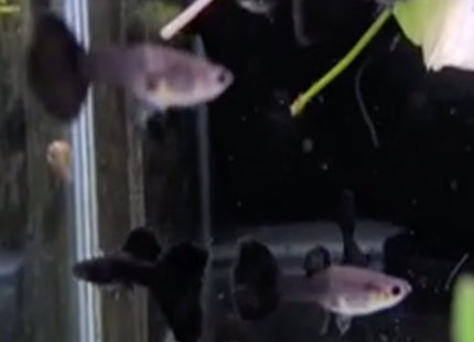 Super Moscow Black Guppy Pairs Males and&nbsp; Females (Males tails not 100%) - Nano Tanks Australia Aquarium Shop