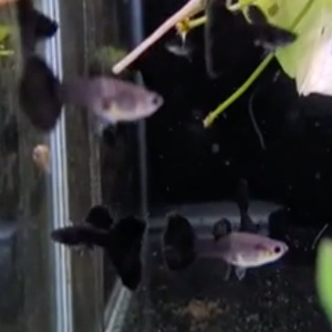 Super Moscow Black Guppy Pairs Males and&nbsp; Females (Males tails not 100%) - Nano Tanks Australia Aquarium Shop