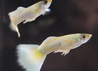 Male