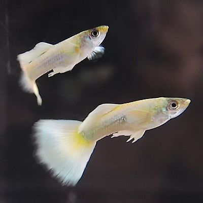 Super Platinum Guppy Males and Females - Nano Tanks Australia Aquarium Shop