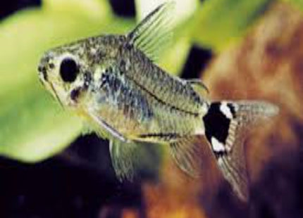 SUPER RARE: Corydoras Hastatus - Nano Tanks Australia Aquarium Shop
