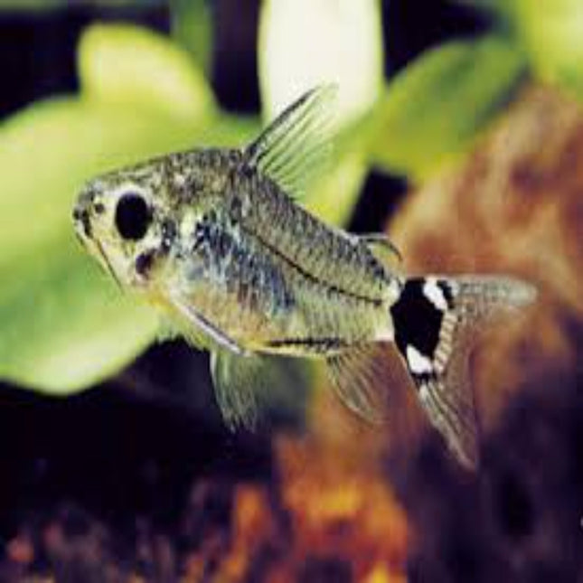 SUPER RARE: Corydoras Hastatus - Nano Tanks Australia Aquarium Shop