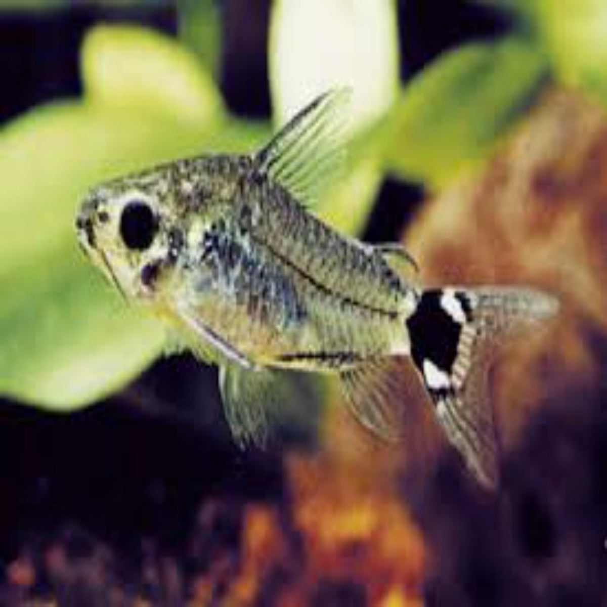 SUPER RARE Corydoras Hastatus Nano Tanks Australia