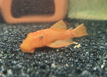 Super Red Bristlenose 3-5cm - Nano Tanks Australia Aquarium Shop