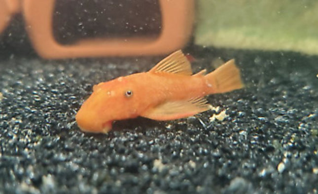 Super Red Bristlenose 3-5cm - Nano Tanks Australia Aquarium Shop