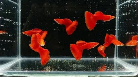 Super Red Guppy Males and Females - Nano Tanks Australia Aquarium Shop