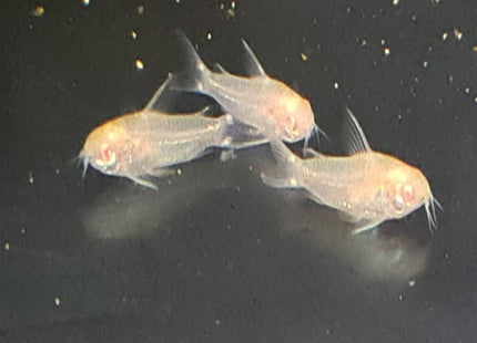 SUPER SUPER RARE: Corydoras Hastatus ALBINO - Nano Tanks Australia Aquarium Shop