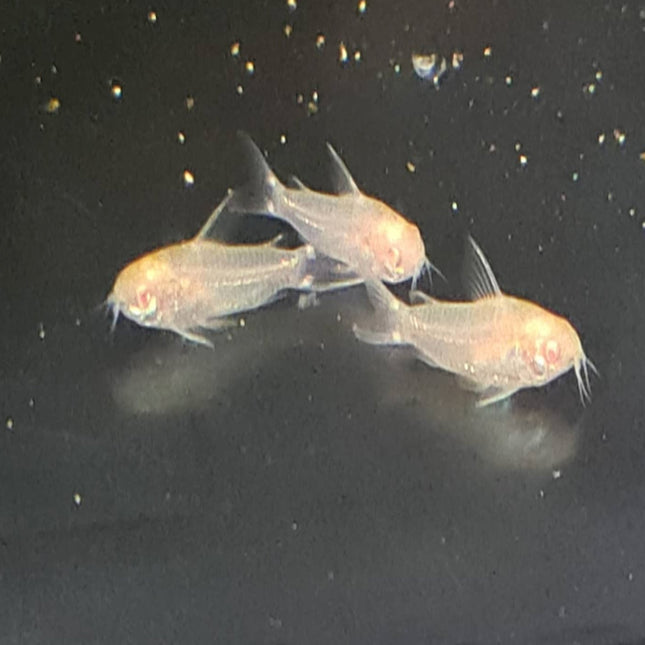 SUPER SUPER RARE: Corydoras Hastatus ALBINO - Nano Tanks Australia Aquarium Shop