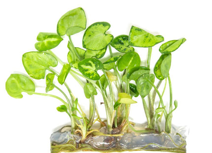 Syngonium In Aquarium 1 plant at least 10cm - Nano Tanks Australia Aquarium Shop