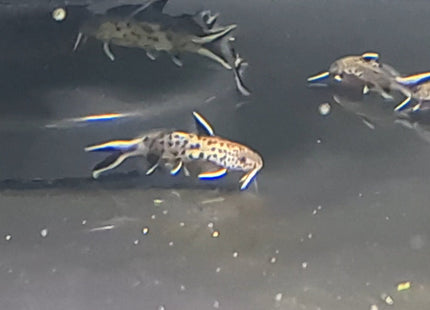 Synodontis Petricola - Nano Tanks Australia Aquarium Shop
