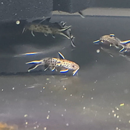Synodontis Petricola - Nano Tanks Australia Aquarium Shop