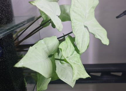 Synogium various colours - Nano Tanks Australia Aquarium Shop