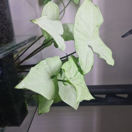 Synogium various colours - Nano Tanks Australia Aquarium Shop