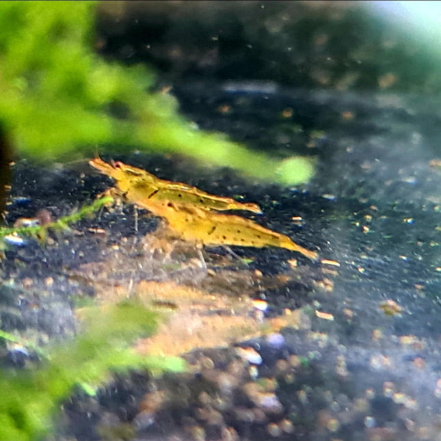 Tangerine Tiger Shrimp - Nano Tanks Australia Aquarium Shop