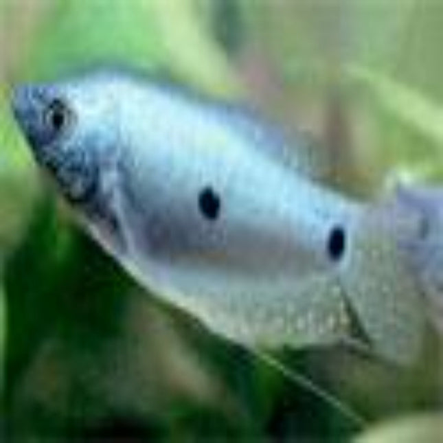 Three Spot Gourami Trichogaster Trichopterus - Nano Tanks Australia Aquarium Shop