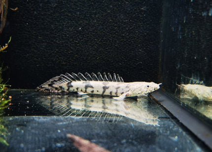 Tiger Bichir - Nano Tanks Australia Aquarium Shop