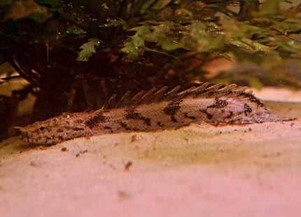 Tiger Bichir - Nano Tanks Australia Aquarium Shop