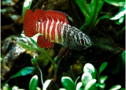 Tiger Dario - Nano Tanks Australia Aquarium Shop