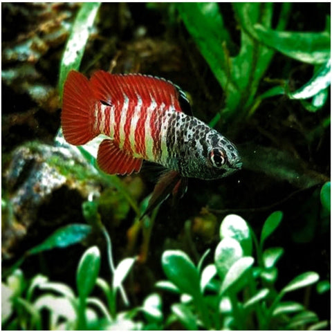 Tiger Dario - Nano Tanks Australia Aquarium Shop