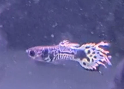 Tiger Guppy Pairs - Nano Tanks Australia Aquarium Shop