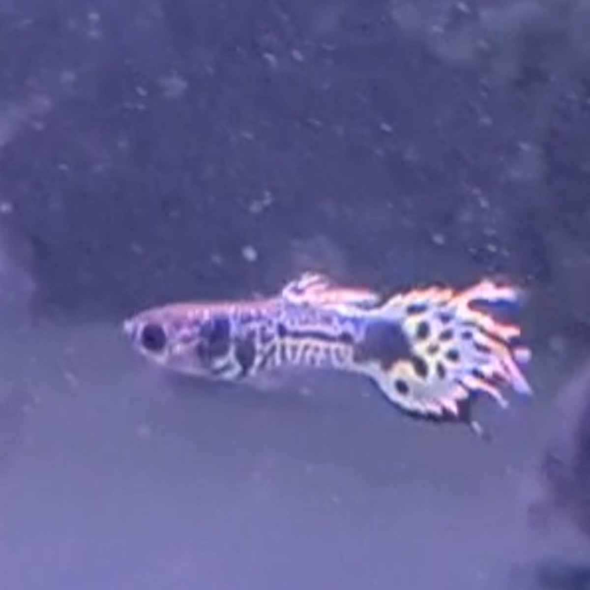 Tiger Guppy Pairs - Nano Tanks Australia Aquarium Shop