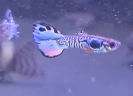 Tiger Guppy Pairs - Nano Tanks Australia Aquarium Shop
