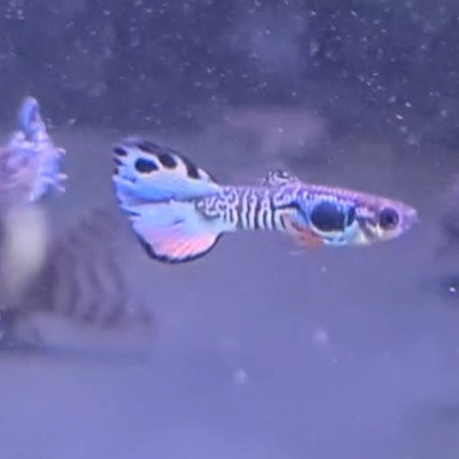 Tiger Guppy Pairs - Nano Tanks Australia Aquarium Shop