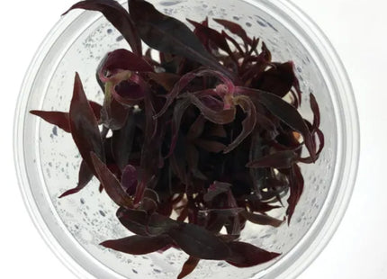 Tissue Culture - Alternanthera Reineckii 'mini' - Nano Tanks Australia Aquarium Shop