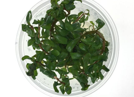 Tissue Culture - Ammannia Senegalensis - Nano Tanks Australia Aquarium Shop