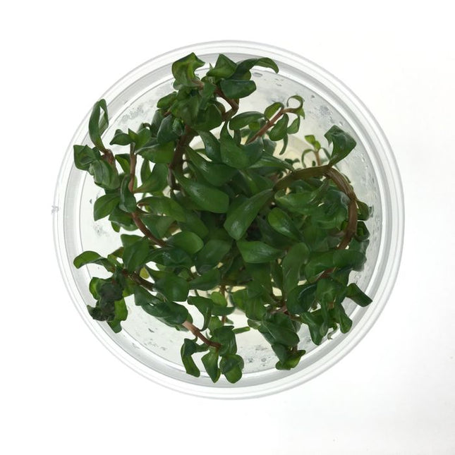 Tissue Culture - Ammannia Senegalensis - Nano Tanks Australia Aquarium Shop