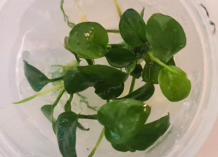 Tissue Culture - Anubias Barteri Gabon - Nano Tanks Australia Aquarium Shop